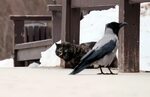 Cat and crow stock photo. Image of looking, cats, animals - 